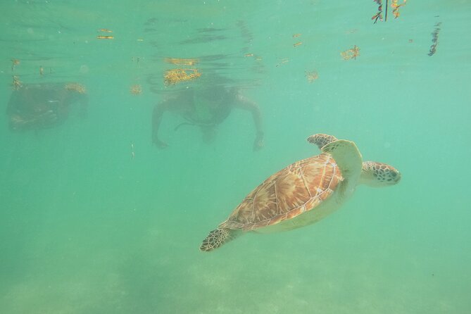 Swim with Turtles in Akumal + GoPro Photo Session - The GoPro photo session and what you receive