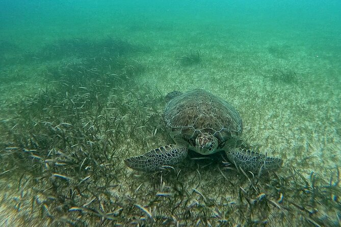 Swim with Turtles in Akumal + GoPro Photo Session - Facilities, beach time, and extra costs