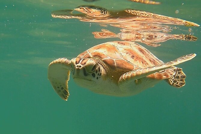 Swim with Turtles in Akumal + GoPro Photo Session - How the timing and weather affect the day
