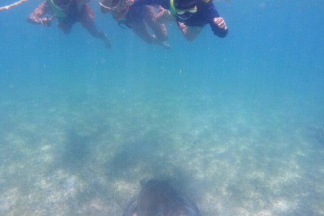 Swim with Turtles in Akumal + GoPro Photo Session - Who should book this Akumal experience?