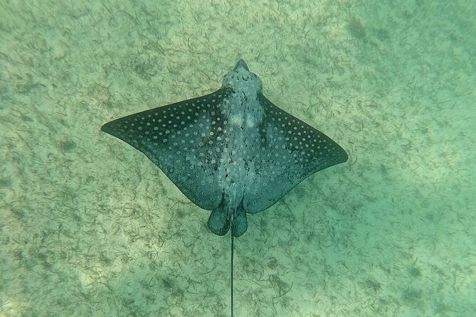 Swim with Turtles in Akumal + GoPro Photo Session - Meeting in Akumal and getting ready