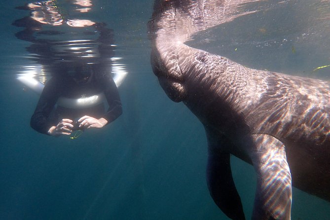 The 'OG' Manatee Snorkel Tour with In-Water Guide/Photographer - Why Crystal River is such a good place for this