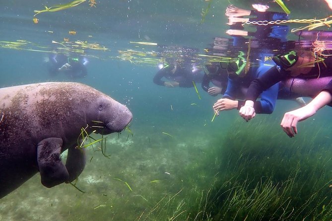 The 'OG' Manatee Snorkel Tour with In-Water Guide/Photographer - What the in-water guide adds