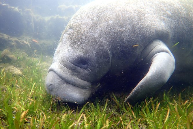 The 'OG' Manatee Snorkel Tour with In-Water Guide/Photographer - Photos let you enjoy the moment