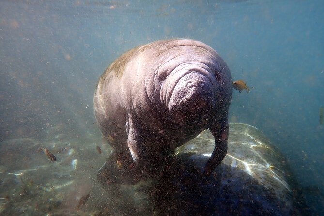 The 'OG' Manatee Snorkel Tour with In-Water Guide/Photographer - The best season and the cold-weather tradeoff