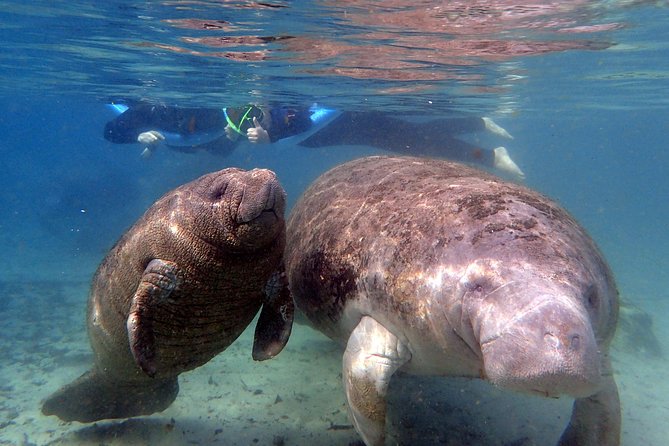 The 'OG' Manatee Snorkel Tour with In-Water Guide/Photographer - The enclosed boat ride through Kings Bay