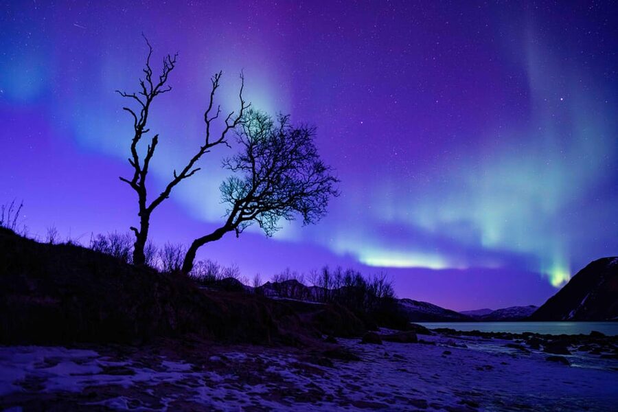 Tromsø: Aurora Tour with Photos, Campfire and Arctic Food - The value of $304 for seven hours