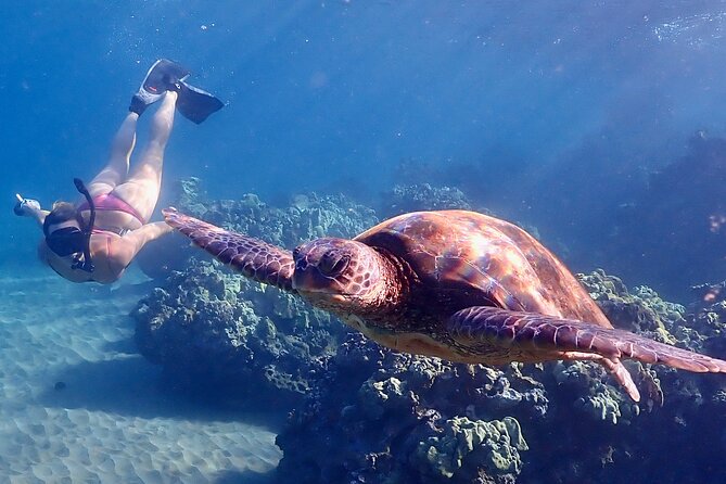 Turtle Town Snorkel with Free Photo and Video - Beginners - The equipment and safety routine