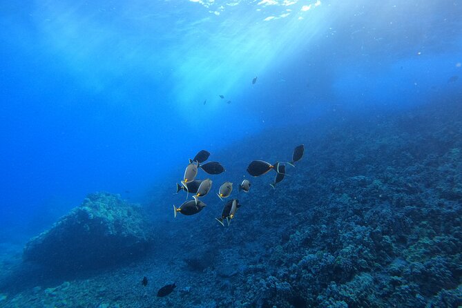 Turtle Town Snorkel with Free Photo and Video - Beginners - The free photo and video service