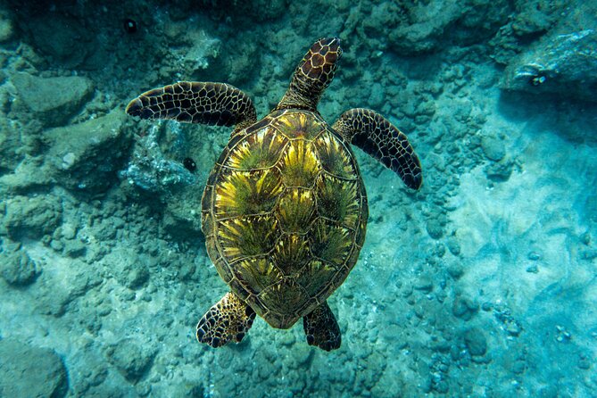 Turtle Town Snorkel with Free Photo and Video - Beginners - How the guides shape the experience