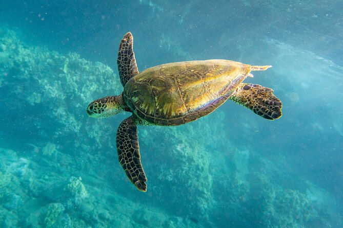 Turtle Town Snorkel with Free Photo and Video - Beginners - Is $149 a fair price?