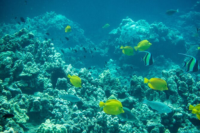 Turtle Town Snorkel with Free Photo and Video - Beginners - Timing, age limits, and physical demands