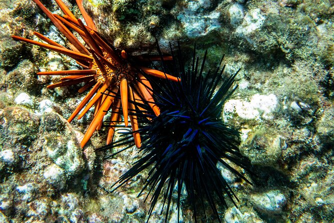 Turtle Town Snorkel with Free Photo and Video - Beginners - Who should book this Maui snorkel