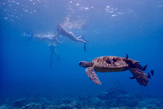 Turtle Town Snorkel with Free Photo and Video - Beginners - What you may see below the surface