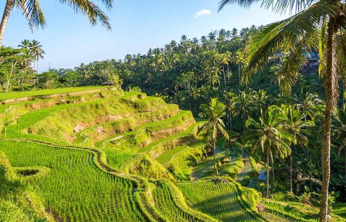 UBUD Instagram Spot Tour with Photographer - Key points to know before booking