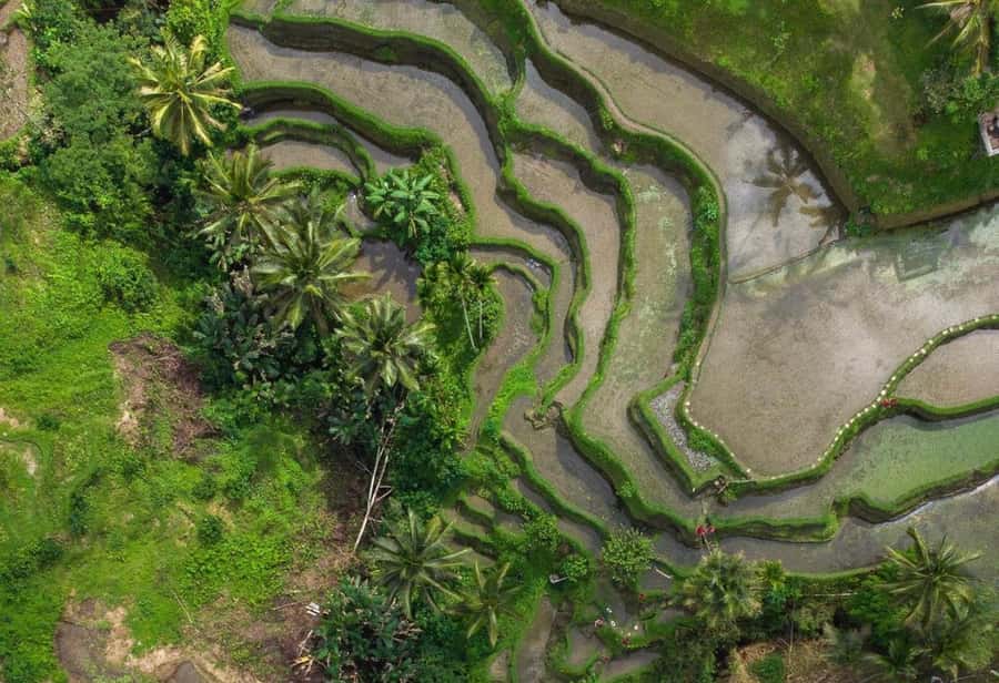 Ubud: Tegalalang Rice Terrace Photos Tour with Swing Ticket - Walking through Tegallalang’s stepped rice fields