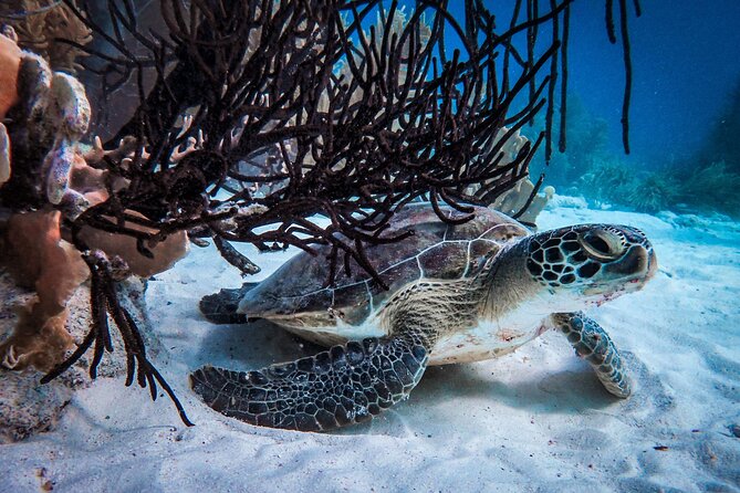 VIP Private Snorkeling Tour with Underwater Photos - Underwater photos are more than a small extra