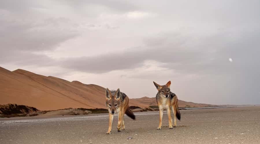 Walvis Bay: Sandwich Harbour Sunset Photography Tour - Dune driving that ranges from thrilling to scary
