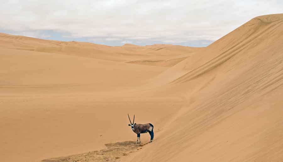 Walvis Bay: Sandwich Harbour Sunset Photography Tour - Who should book this sunset outing?
