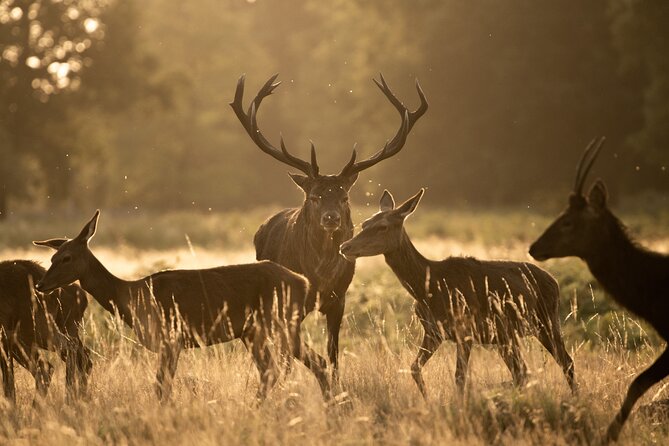 Wildlife Photography Workshop in Richmond Park in London - Key points at a glance