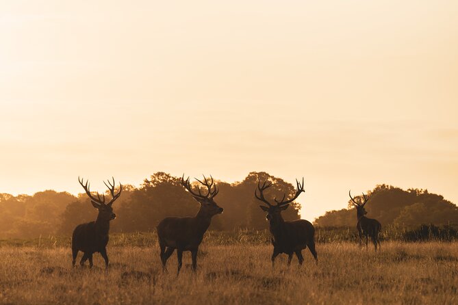 Wildlife Photography Workshop in Richmond Park in London - Matthew’s teaching style and the small-group advantage