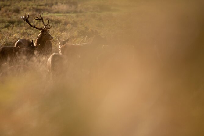 Wildlife Photography Workshop in Richmond Park in London - The wildlife you might photograph