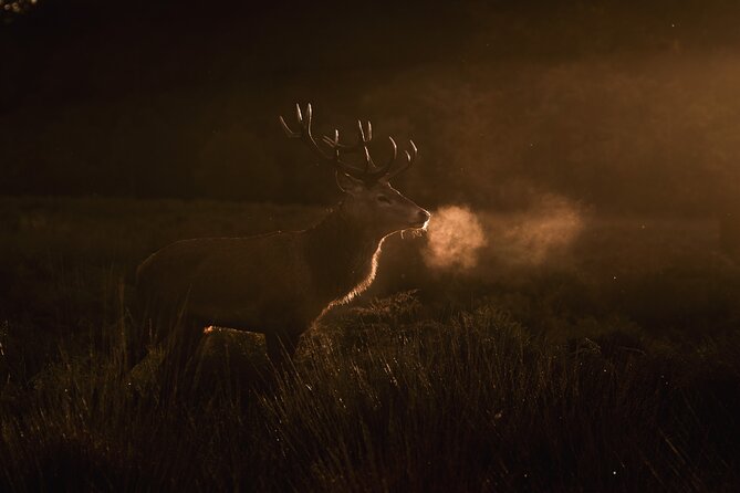 Wildlife Photography Workshop in Richmond Park in London - Is $161.56 good value for three hours?