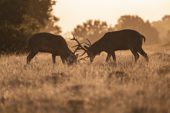 Wildlife Photography Workshop in Richmond Park in London - Getting there, walking, and closing-time planning