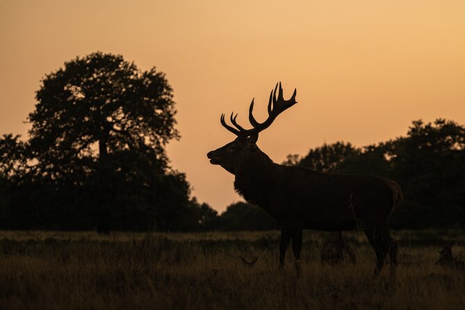 Wildlife Photography Workshop in Richmond Park in London - Who should book this Richmond Park workshop?