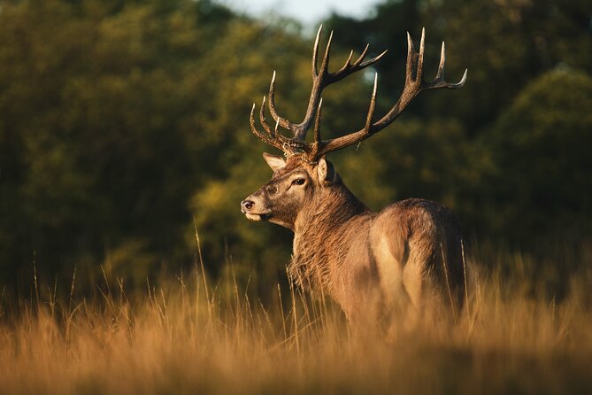 Wildlife Photography Workshop in Richmond Park in London - Evening light and the best chance for strong images